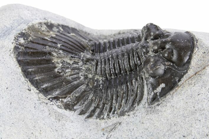 Bargain, Scabriscutellum Trilobite - Morocco #341290